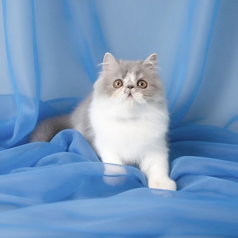 Persian AP Artem