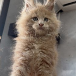 Maine Coon NOV Yarik