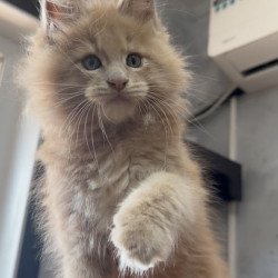 Maine Coon NOV Yarik