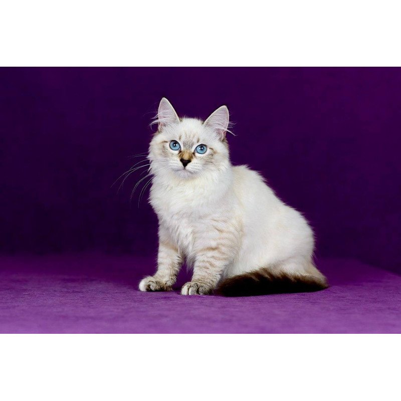 Siberian NOV Jinnie