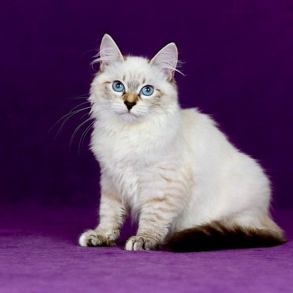 Siberian NOV Jinnie