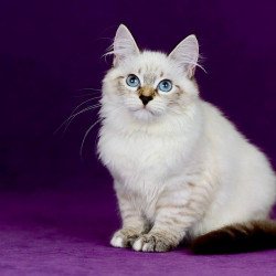 Siberian NOV Jinnie