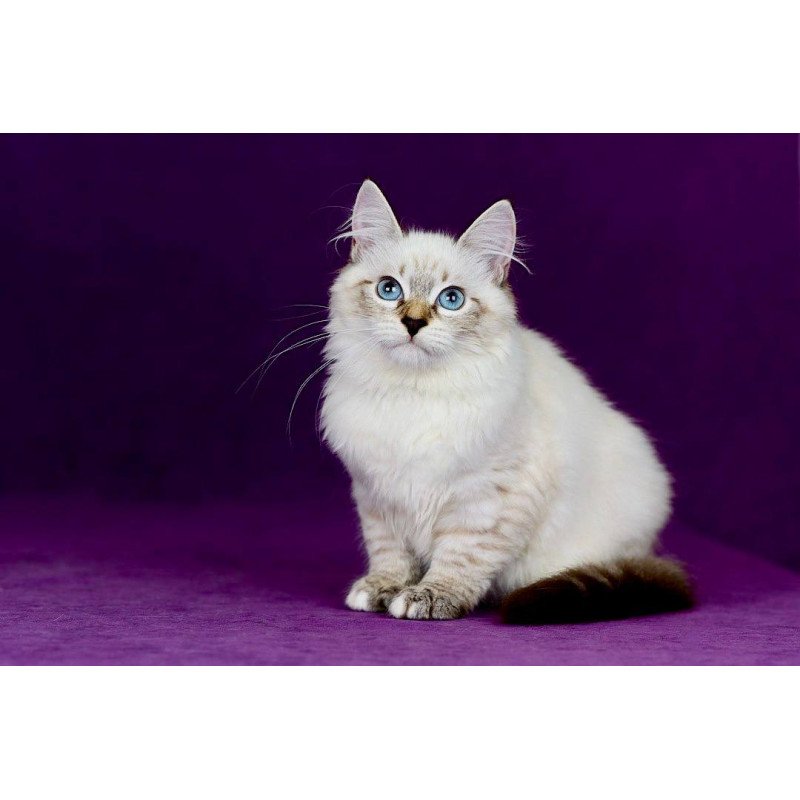 Siberian NOV Jinnie