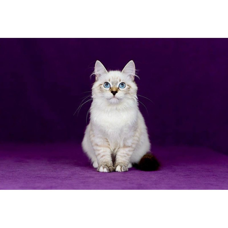 Siberian NOV Jinnie