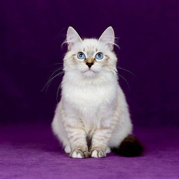 Siberian NOV Jinnie