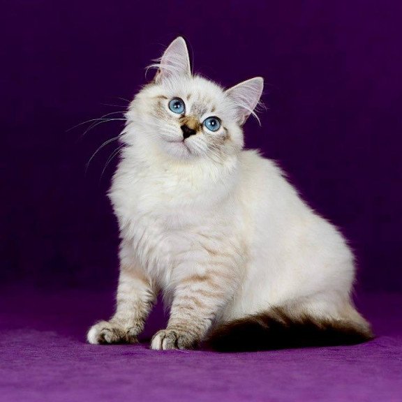 Siberian NOV Jinnie