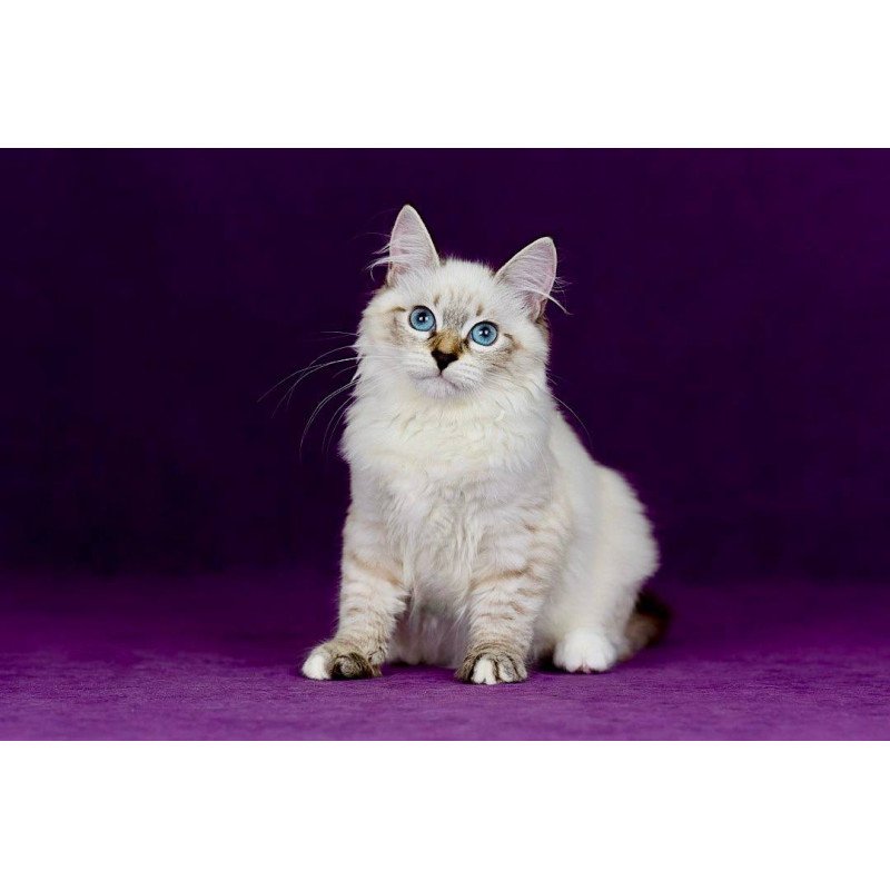 Siberian NOV Jinnie