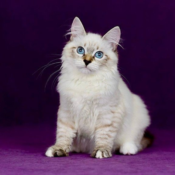 Siberian NOV Jinnie