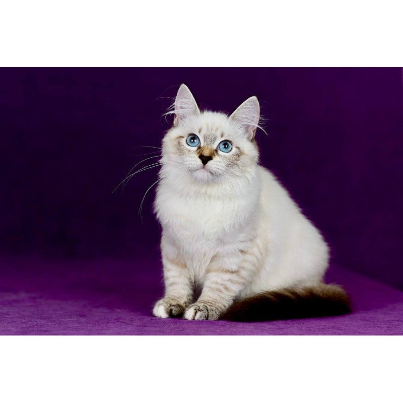 Siberian NOV Jinnie