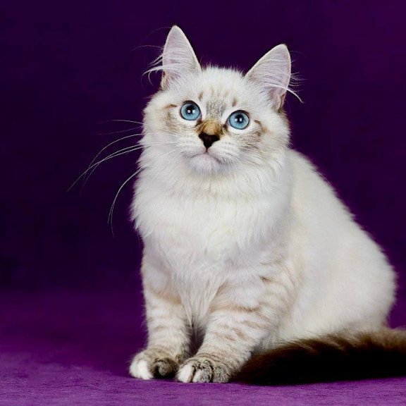 Siberian NOV Jinnie