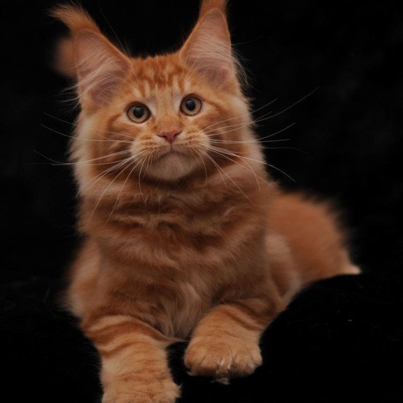 Maine Coon NOV Rony