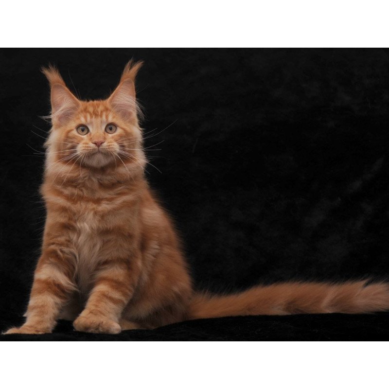 Maine Coon NOV Rony