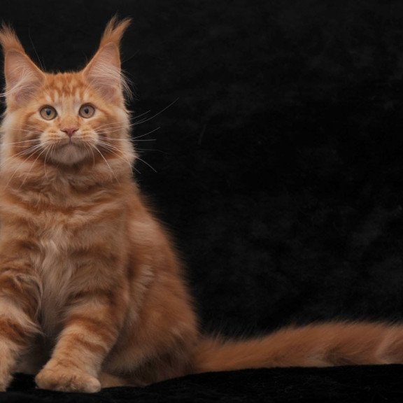 Maine Coon NOV Rony