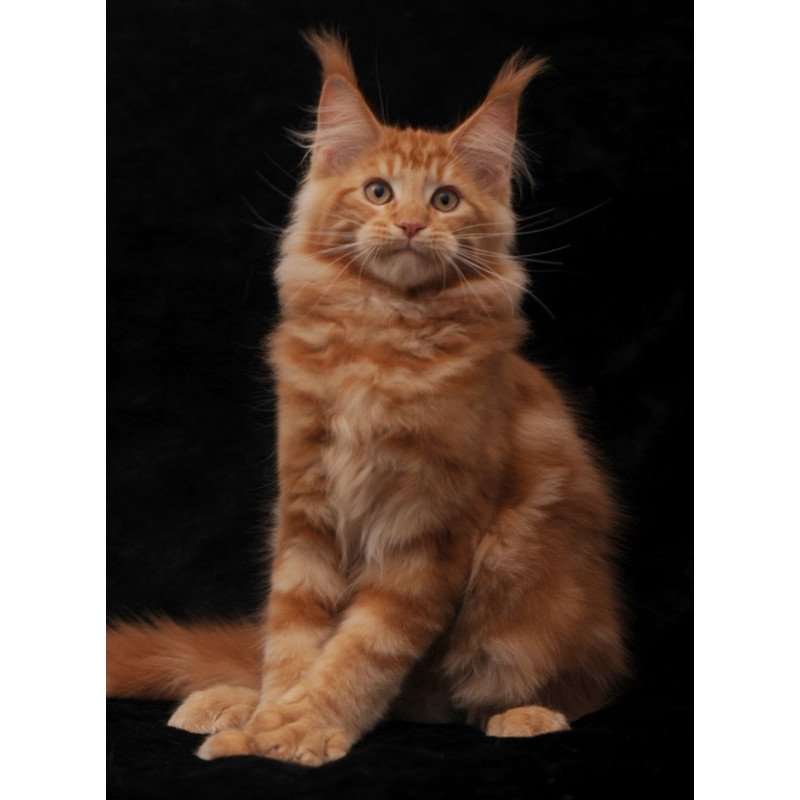 Maine Coon NOV Rony