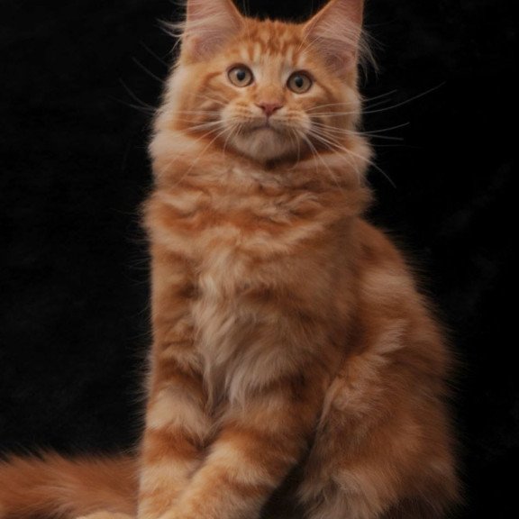 Maine Coon NOV Rony