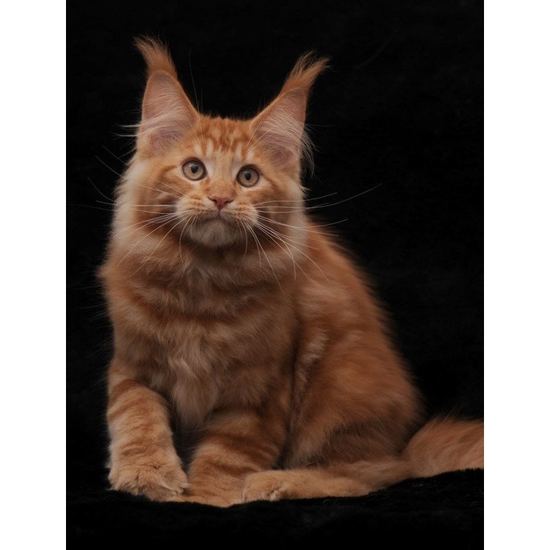 Maine Coon NOV Rony