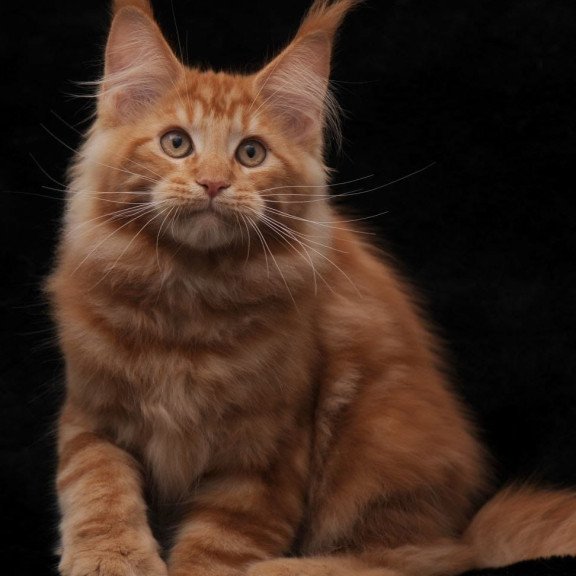 Maine Coon NOV Rony