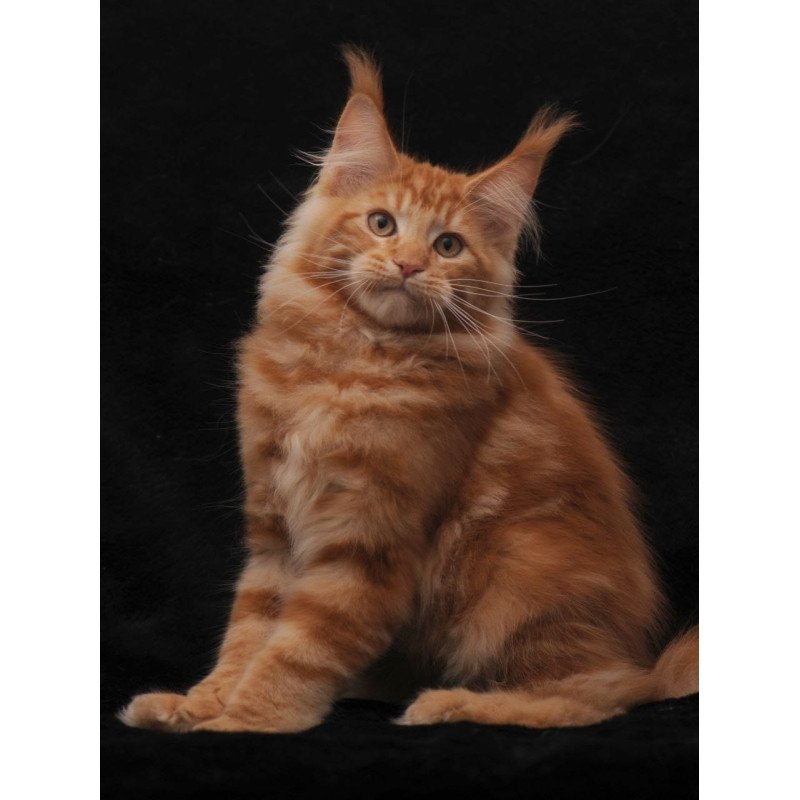 Maine Coon NOV Rony