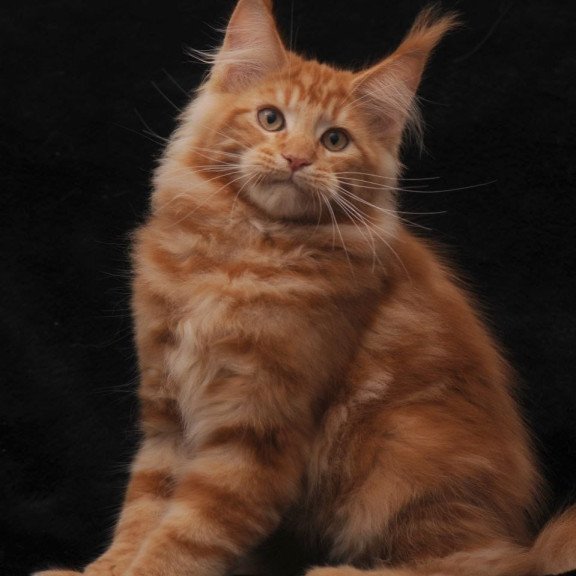 Maine Coon NOV Rony