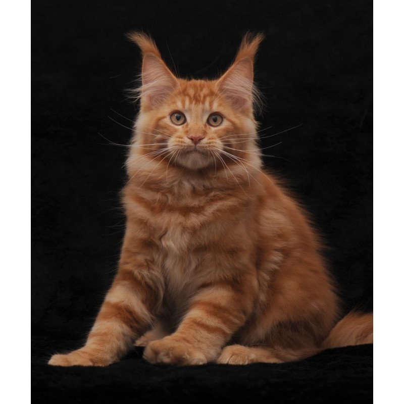 Maine Coon NOV Rony
