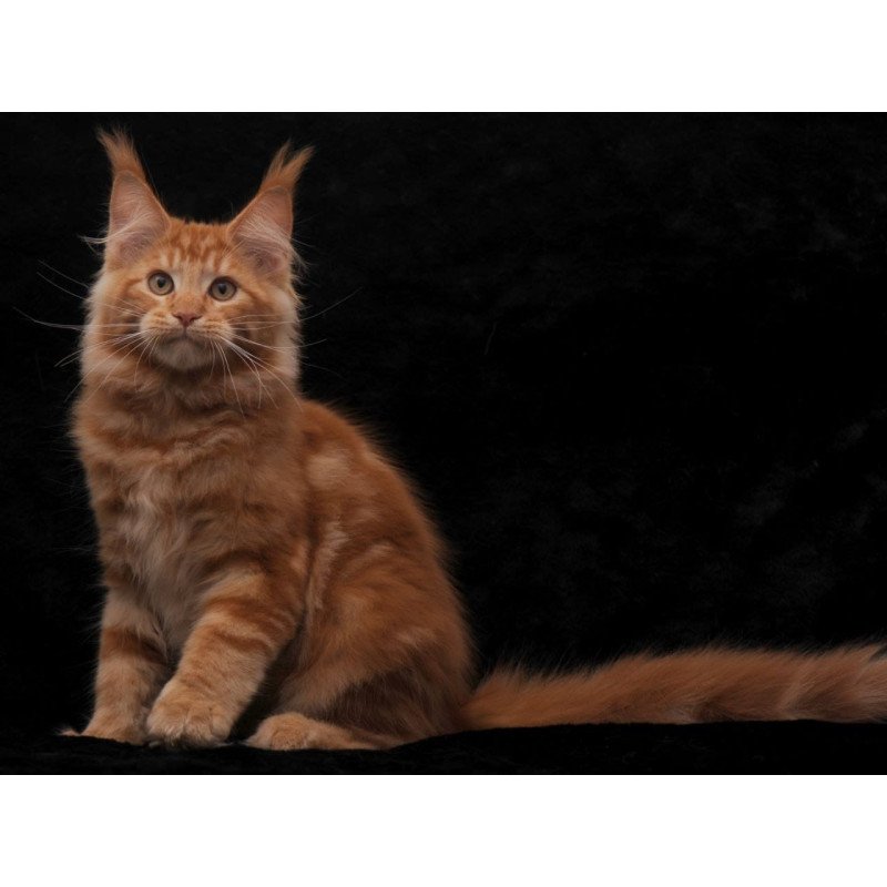 Maine Coon NOV Rony