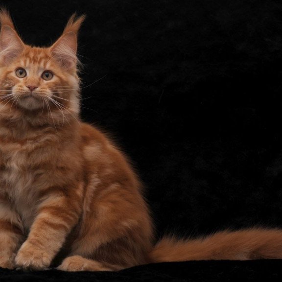 Maine Coon NOV Rony