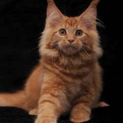 Maine Coon NOV Riana