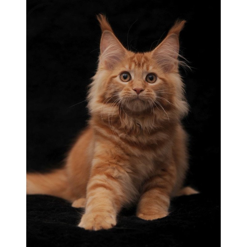 Maine Coon NOV Riana