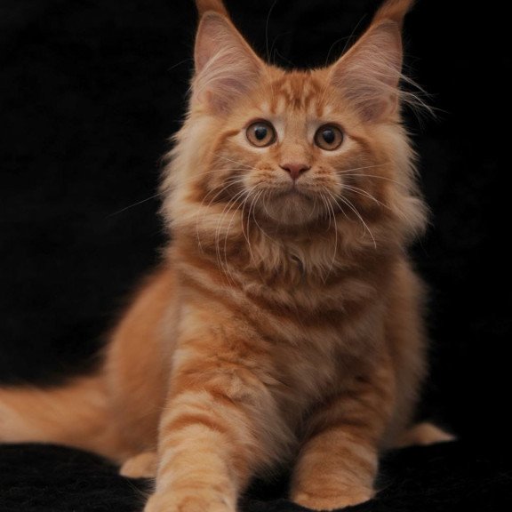 Maine Coon NOV Riana