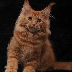 Maine Coon NOV Riana
