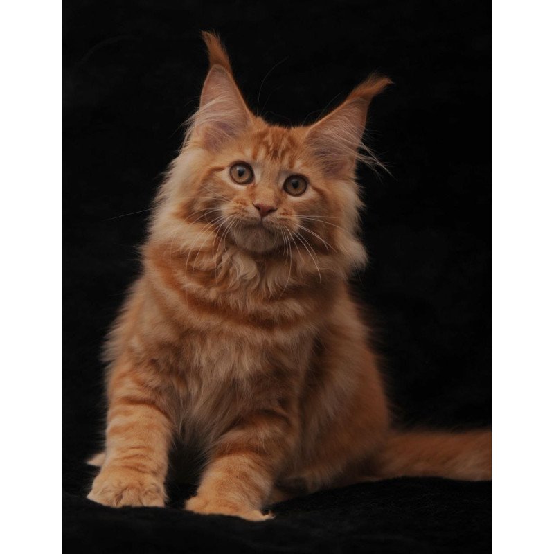 Maine Coon NOV Riana
