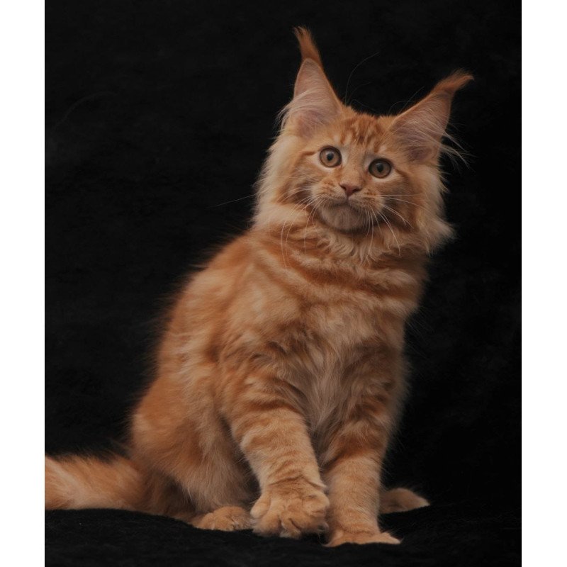 Maine Coon NOV Riana