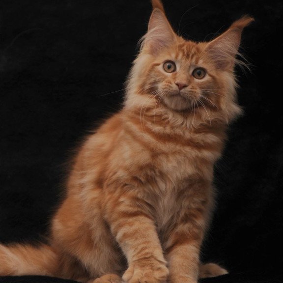 Maine Coon NOV Riana