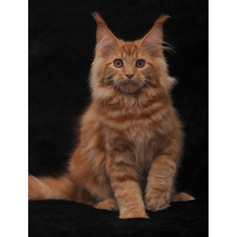 Maine Coon NOV Riana
