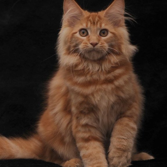 Maine Coon NOV Riana