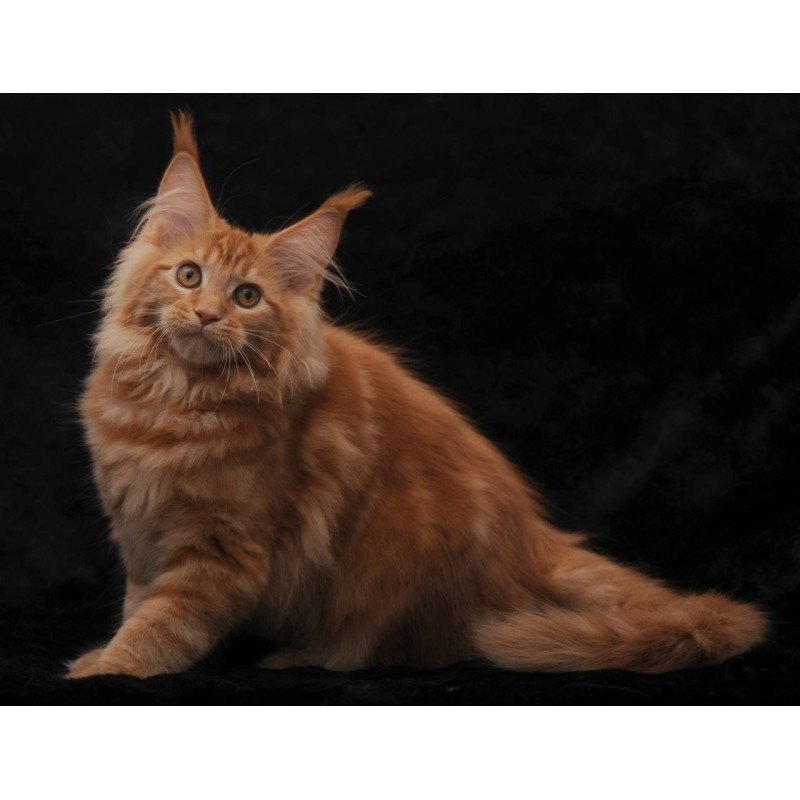 Maine Coon NOV Riana