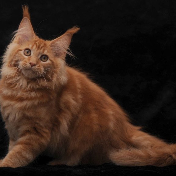 Maine Coon NOV Riana