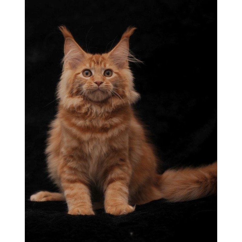 Maine Coon NOV Riana