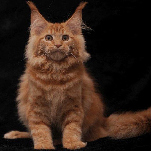 Maine Coon NOV Riana