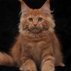 Maine Coon NOV Raily