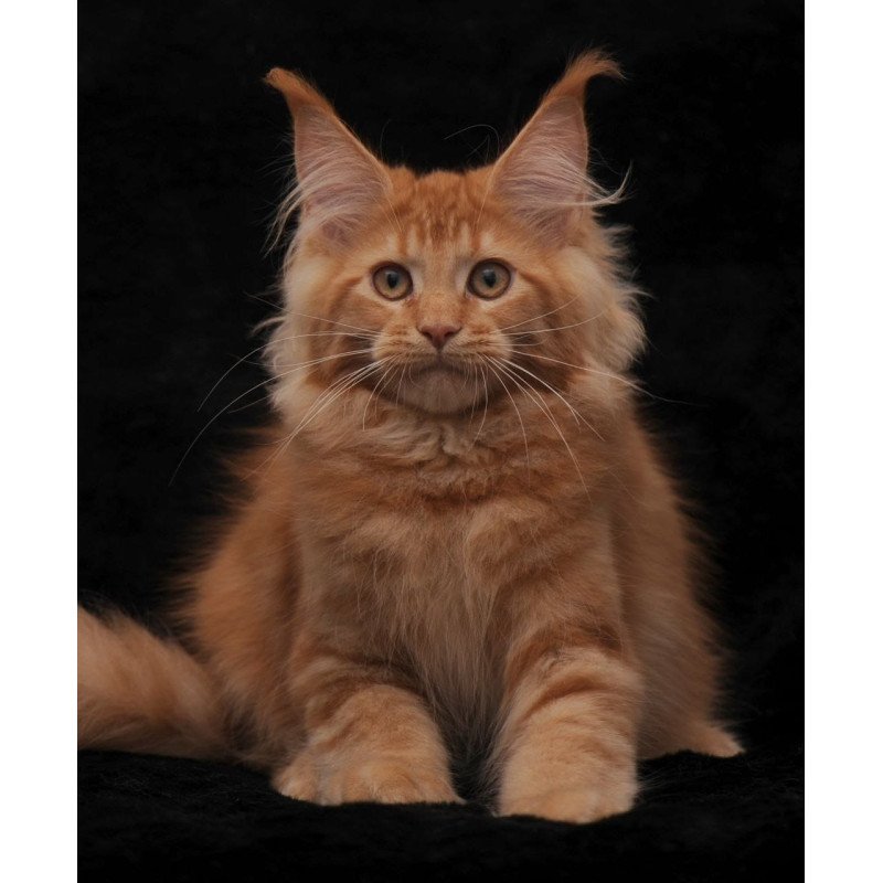 Maine Coon NOV Raily