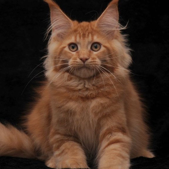 Maine Coon NOV Raily