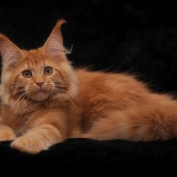 Maine Coon NOV Raily