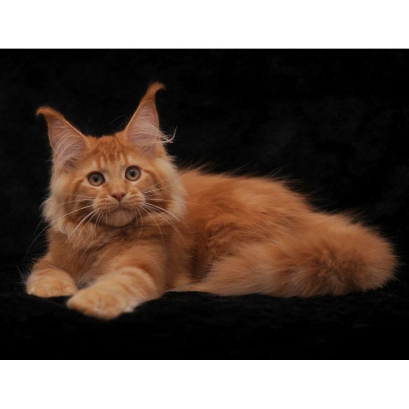 Maine Coon NOV Raily