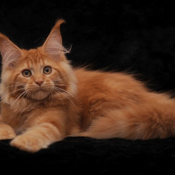 Maine Coon NOV Raily
