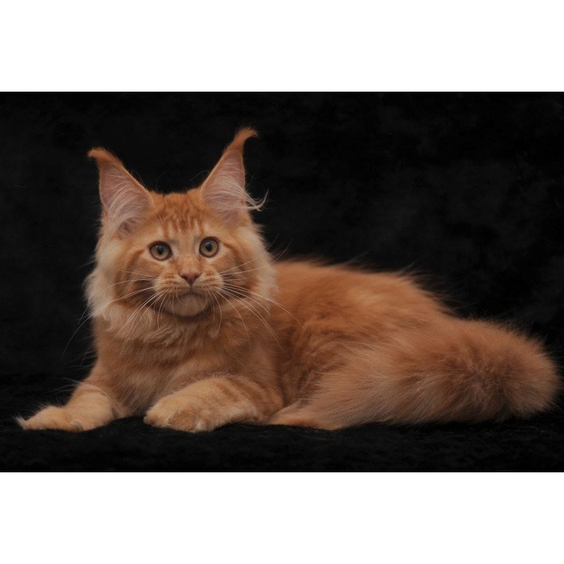 Maine Coon NOV Raily