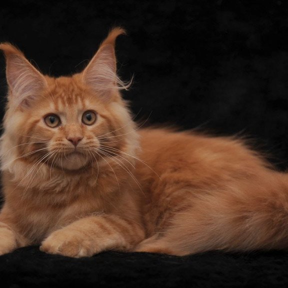 Maine Coon NOV Raily