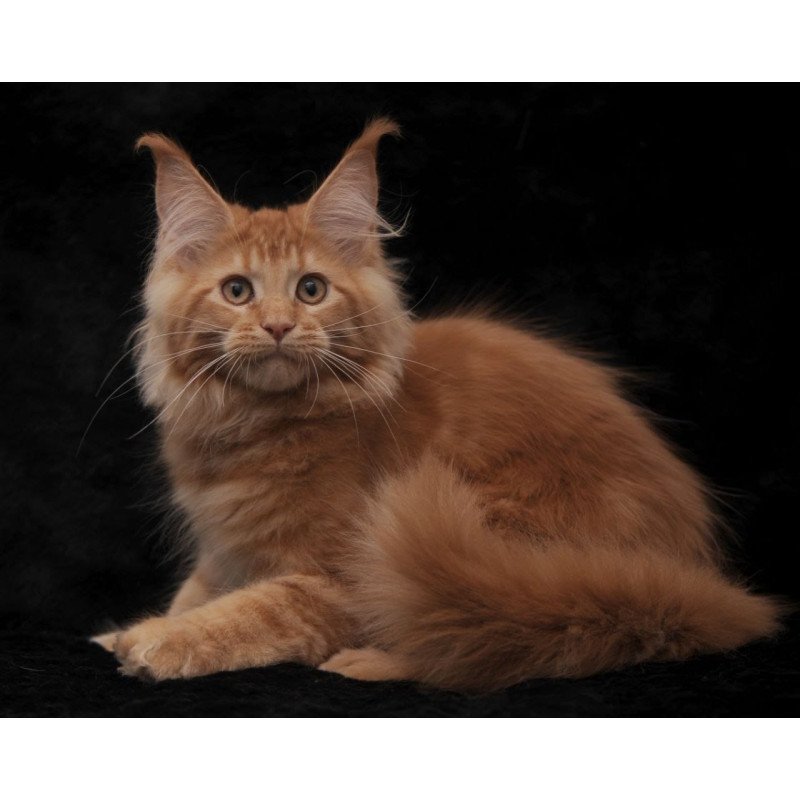 Maine Coon NOV Raily