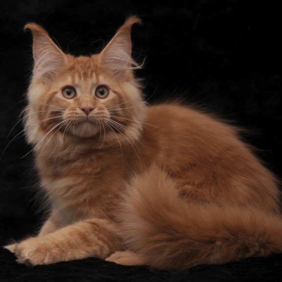 Maine Coon NOV Raily