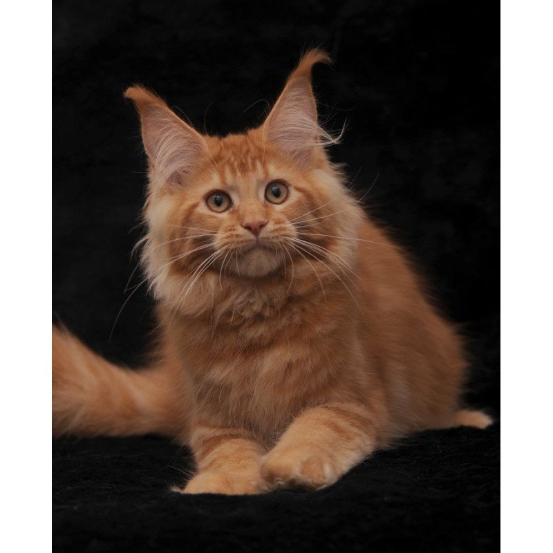 Maine Coon NOV Raily